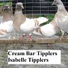 Tipplers for Sale $ 15 each