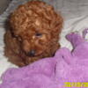 Poodle Puppy Male Red Purebred