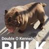 Double O Kennels BULK up for stud. HULK SMASH's top producing son