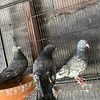 For sale Pakistani pigeons pigeon