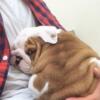 8 weeks old English Bulldog ready for a new family
