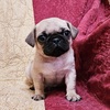Fawn pug puppies female