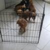 Full blood boxer pups for sale