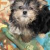 Male yorkie mix  9 weeks old charting 7 pounds