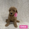 Golden doodles F1B Females and Males