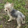 Yorkie X looking for forever home.