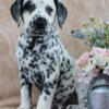Dalmatian Puppies for Sale - New Castle Indiana