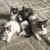 4 beautiful 8 Week old Kittens ready for their forever homes.