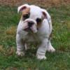 AKC European bred male available 9 weeks