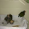 Pionus White Capped Hand Fed Babies For Sale!