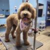 Poodle Girl for Rehoming