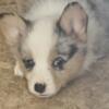 Sweet corgi puppies looking for good homes. Taking deposits now!