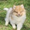 Pomeranian  puppy for sale in Michigan at wrennspuppies.com