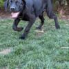 For Sale AKC Certified (purebred) Cane Corso Puppies