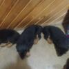 Rottweiler puppies lookin for there forever homes