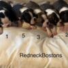Boston terriers puppies
