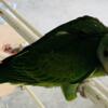 Mustache parakeet baby available