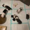 We have BOSTON TERRIER puppies ready to go home May 4th!  Only a few left