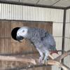 Selling Adult Female African Grey