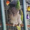 Male Ring Neck Derbyan Parakeet for sale