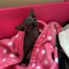 Sphynx kittens, looking for new homes!