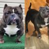 Micro American bully puppies
