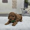 Miniature Goldendoodle Puppy, Finley