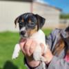 Male, Jack Russell terrier puppy,