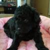 Toy/miniature poodle puppy