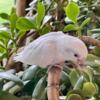 Make an Offer - Beautiful Parrotlet Mutations -