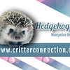 Baby HEDGEHOGS worth the drive Proper Handling and Education OHIO