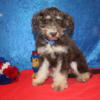 JUST DISCOUNTED $1000 OFF!  Meet Copper 2 Tone Chocollate Mini Aussiedoodle Est Adult Weight 17lbs