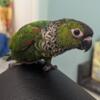 Amazing baby Black Capped Conures