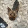 Yorkie puppy for sale- 6 month male