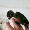 Black-Cap & White-eared Conures for Sale in South Florida