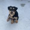 8 month old jagd terrier male