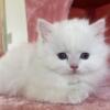 Solid White Male Ragdoll Kitten