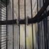 Egg laying bare eyed cockatoo for sale