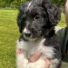 4 Male Bernedoodle puppies