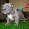 exotic micro american bully puppy