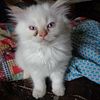 Himalayan-Persian, New Kittens coming soon. Late summer. One white flame point Kitten too.