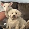 Bottle fed lamb looking for a home