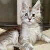 NewElite Maine coon kitten from Europe with excellent pedigree, male. NOV Judy
