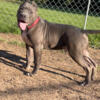 XL American Bully Puppy, 22 Weeks House / Crate Trained