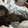 Poodle female for sale