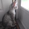 Four month old male Maine Coon: TICA registered black-silver classic tabby born is ready for new home.