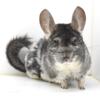 10+ Year Old Chinchilla Needing Retirement Home "Chico"  can come with DCN