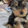 Adorable Yorkie puppies looking for new homes