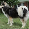 AKC ~ (Wooly) Parents DNA & Tested 4 Genetic Defects