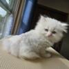 Gorgeous White Male Persian kitten with Blue eyes
